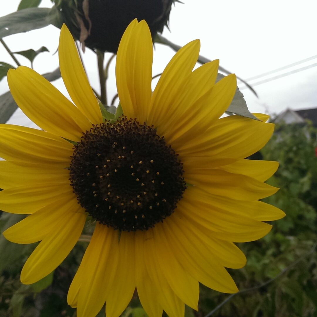 Alternative view of Suncokret