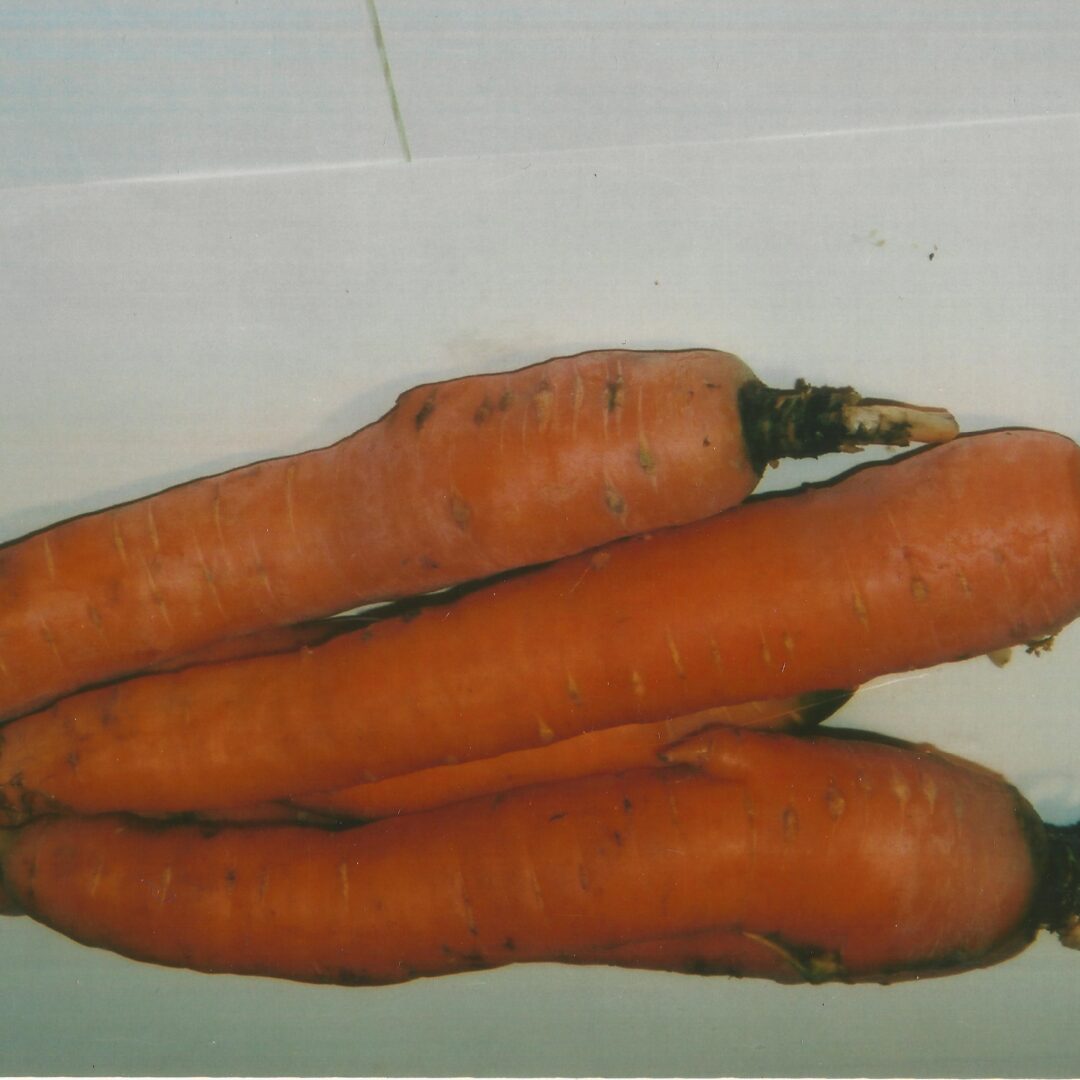 Alternative view of Mrkva crvena