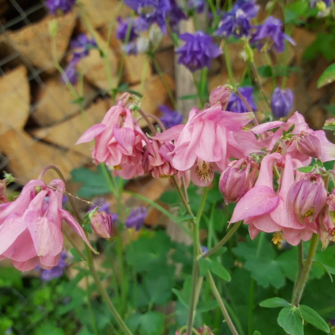 Alternative view of Pakujac