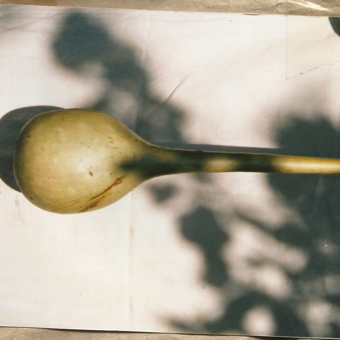 Tikva Vrg šijef siva