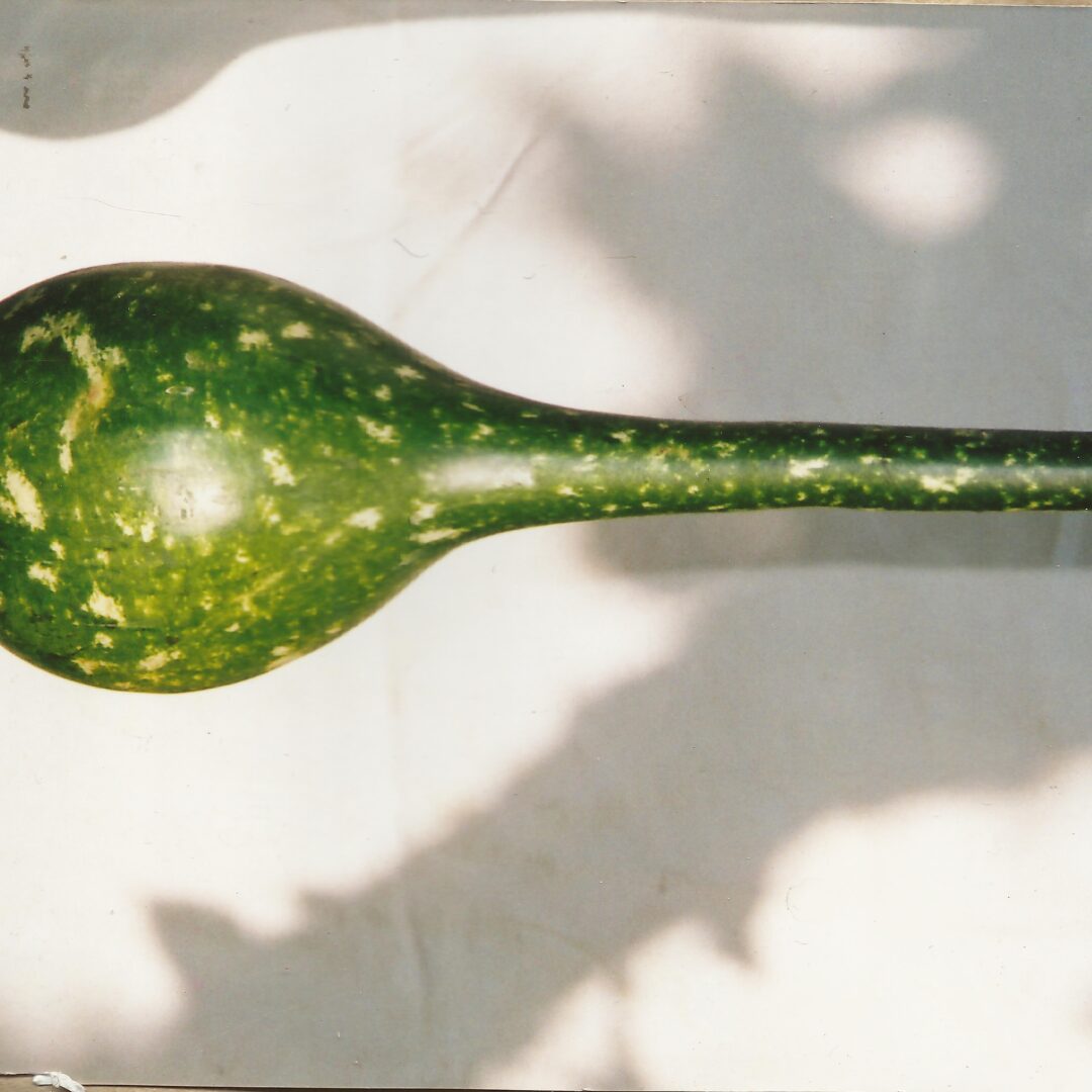 Tikva Vrg šijef zeleni