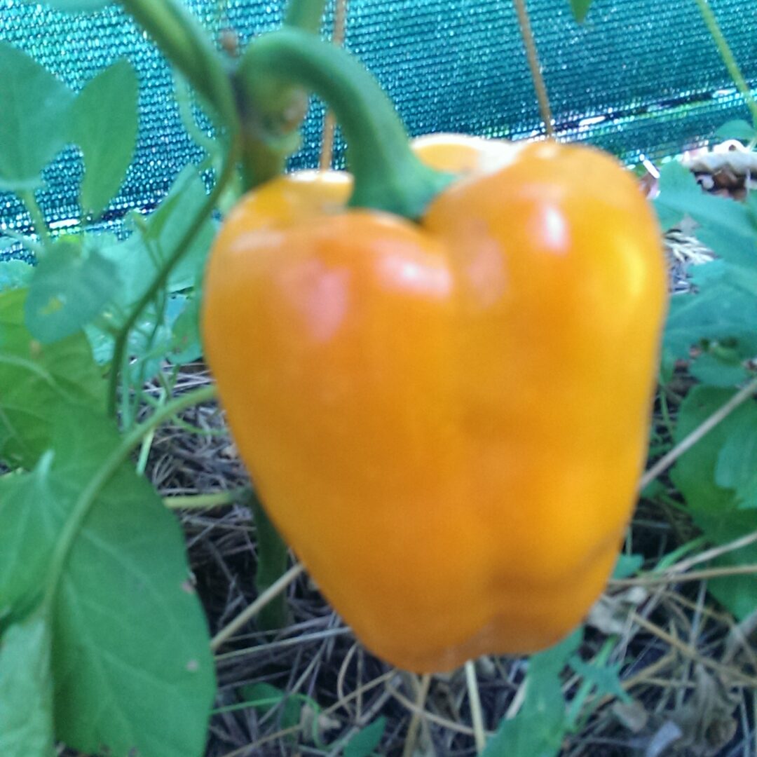 Alternative view of Paprika Babura žuta