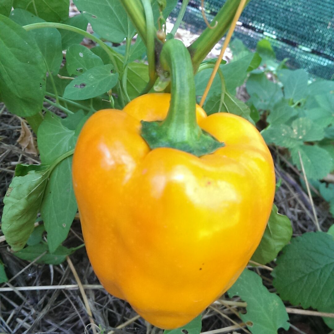 Paprika Babura žuta