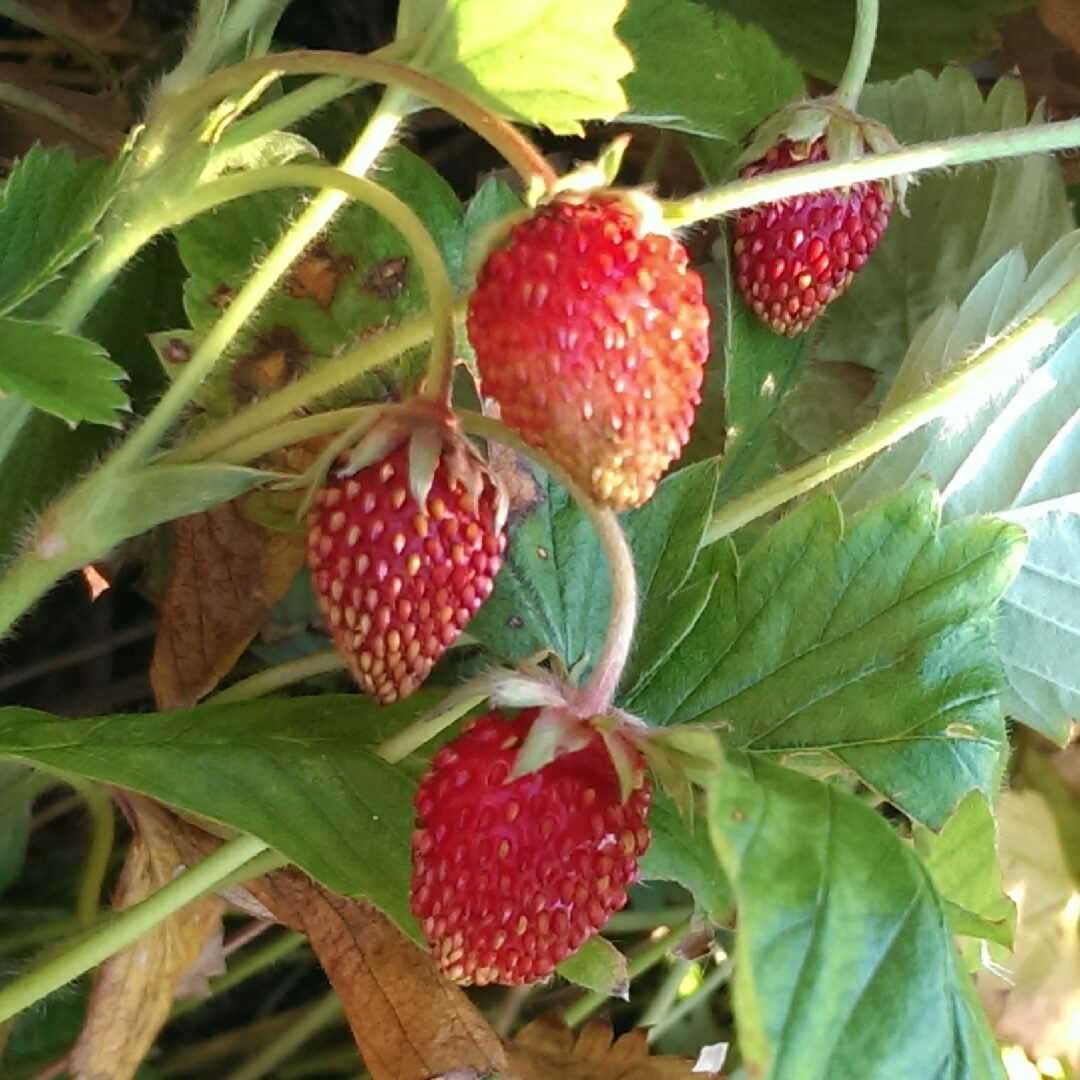 Šumska jagoda mjesečarka