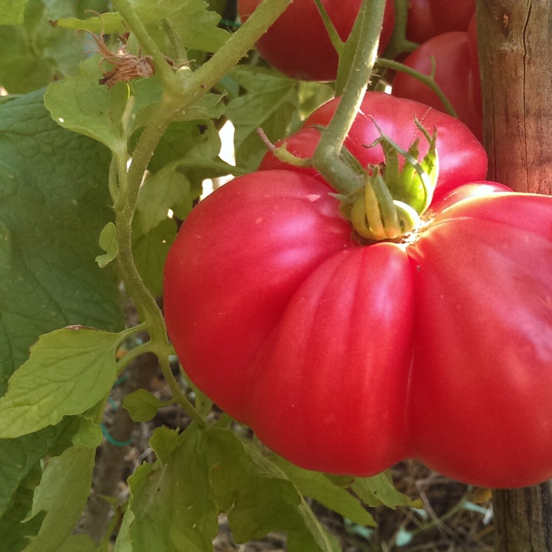 Alternative view of Paradajz krupni rebrasti