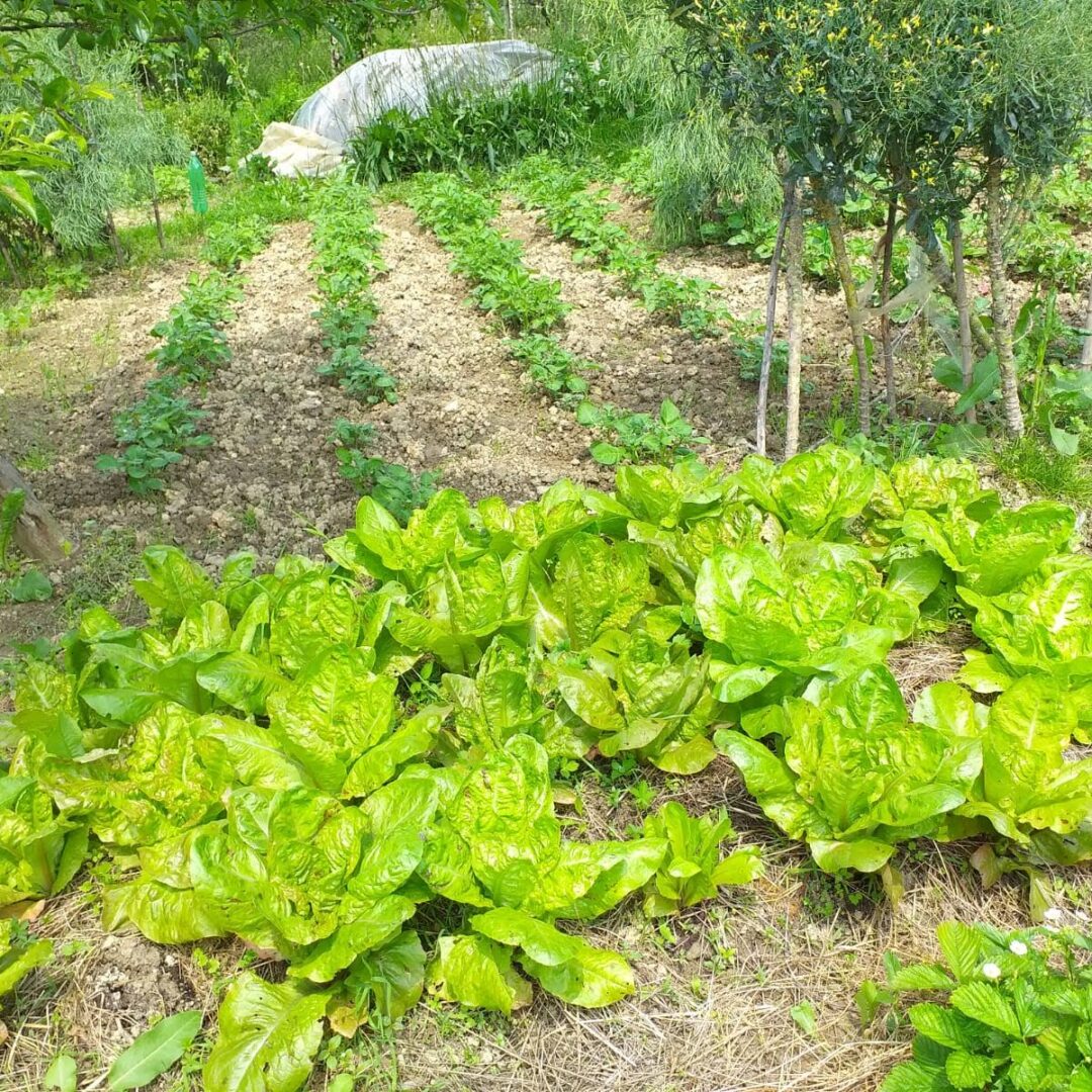 Salata Kristalka županjka
