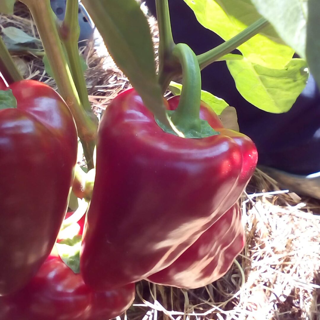 Alternative view of Rog paprika crvena