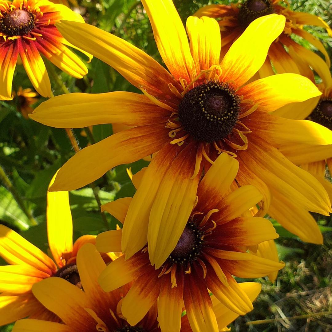 Alternative view of Gilardija