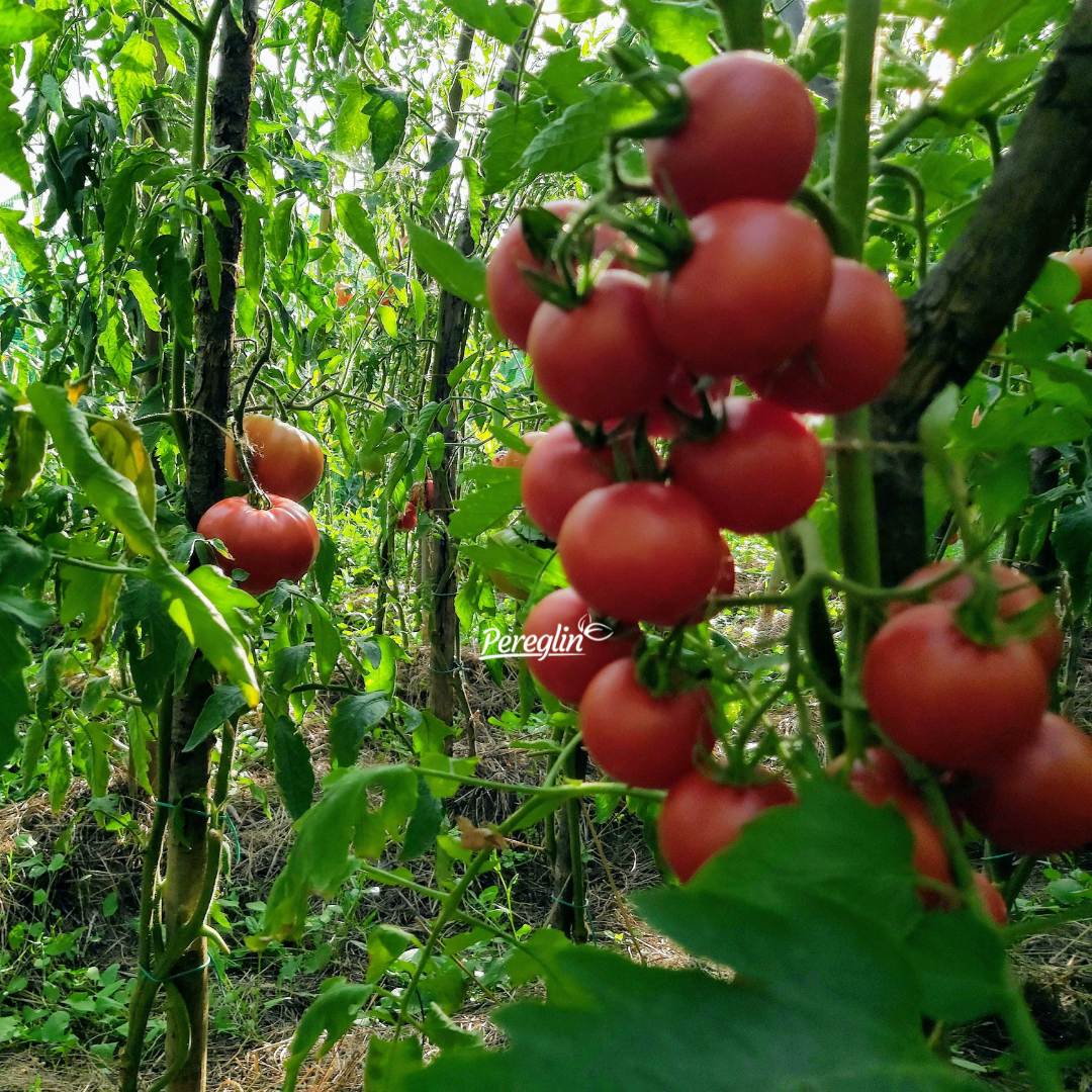 Alternative view of Šeri (cherry) rajčice
