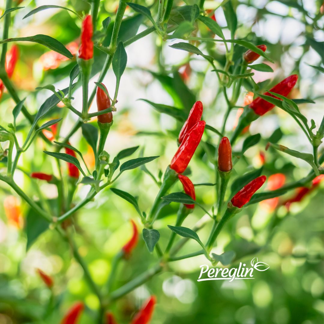 Alternative view of Čili papričice