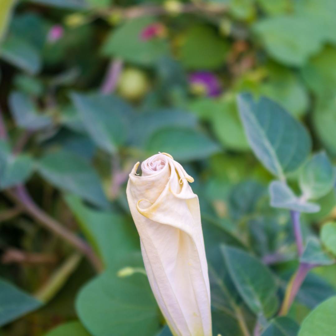 Alternative view of Đavolja bijela truba Datura