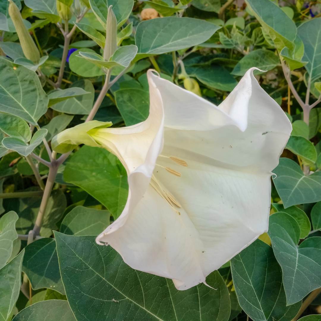 Đavolja bijela truba Datura