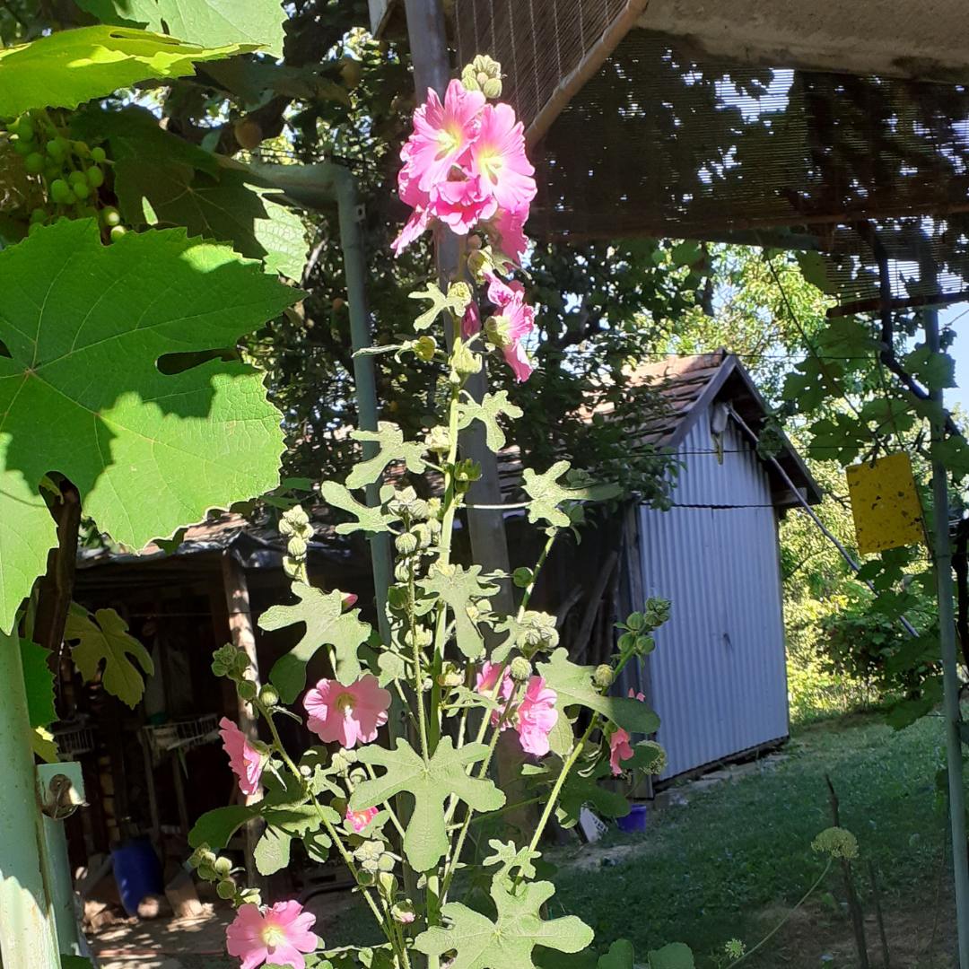 Alternative view of Sljez