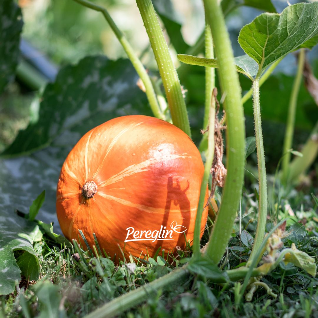 Alternative view of Hokaido