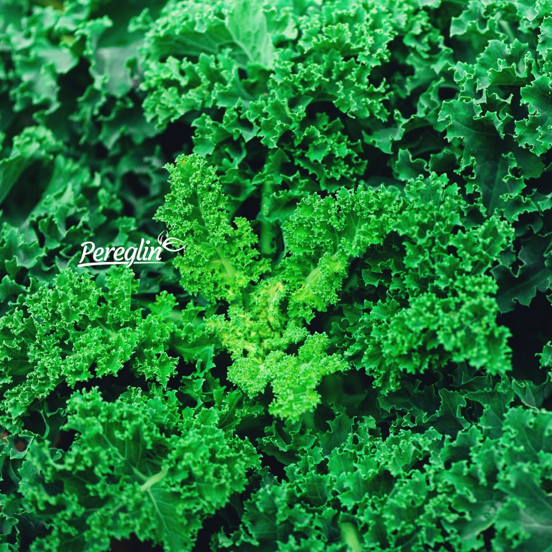 Kelj kovrčavi zimski