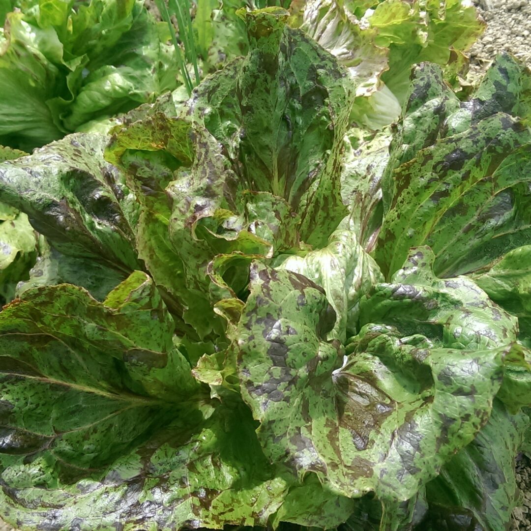 Salata Kristalka Flekica