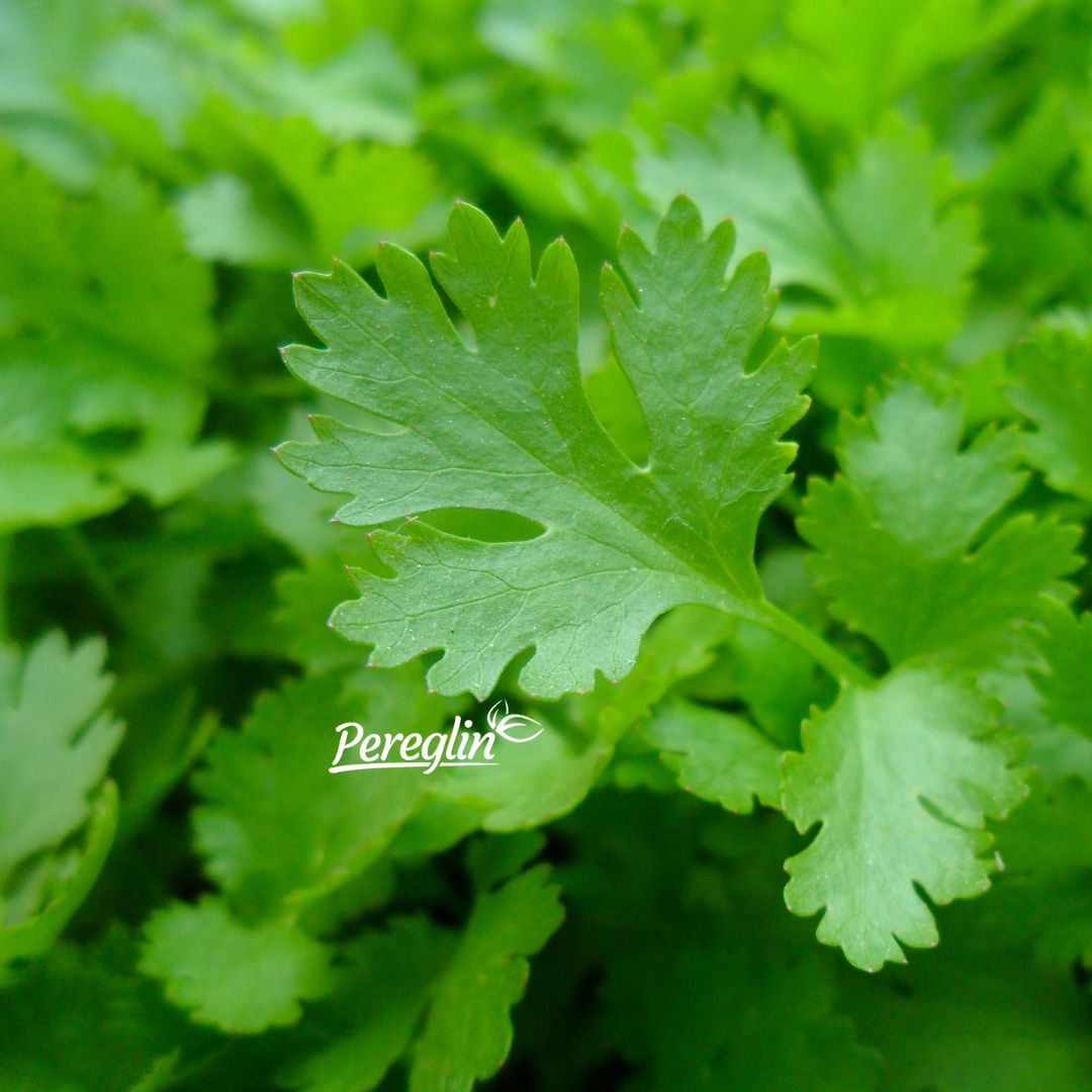 Alternative view of Peršin