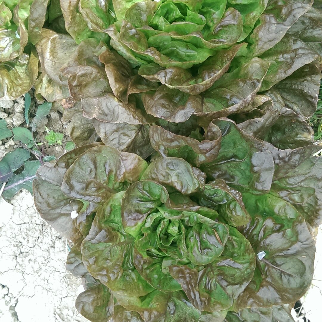 Alternative view of Salata Puterica