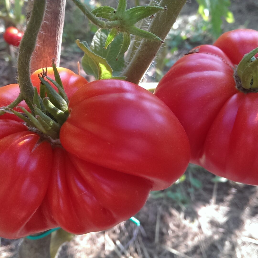 Paradajz krupni rebrasti