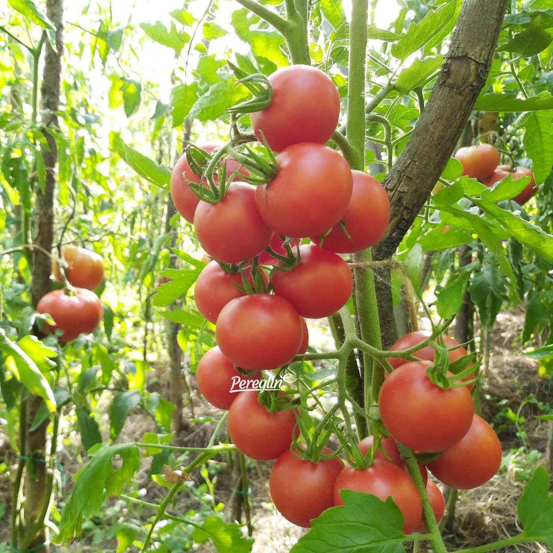 Šeri (cherry) rajčice
