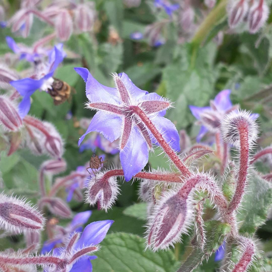 Alternative view of Boražina