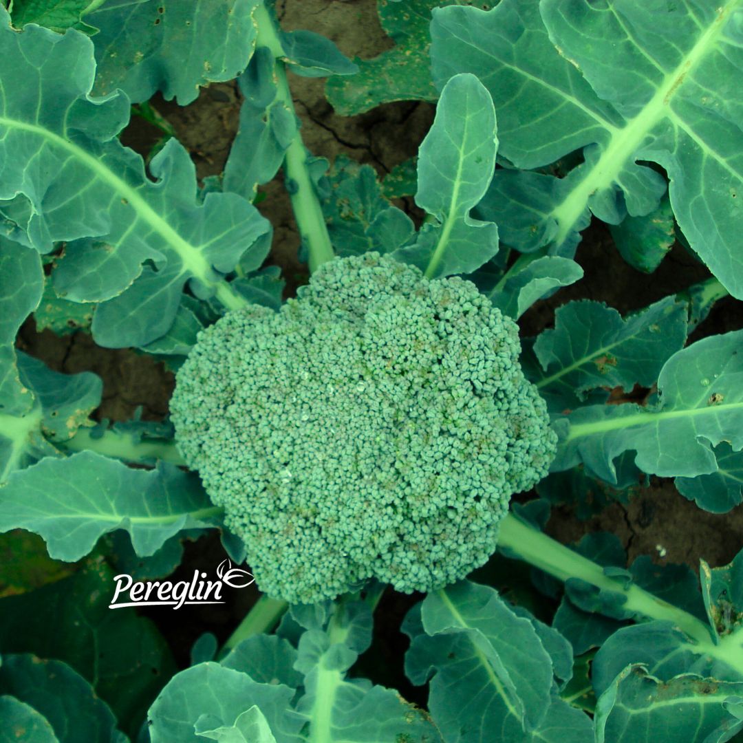 Alternative view of Brokula