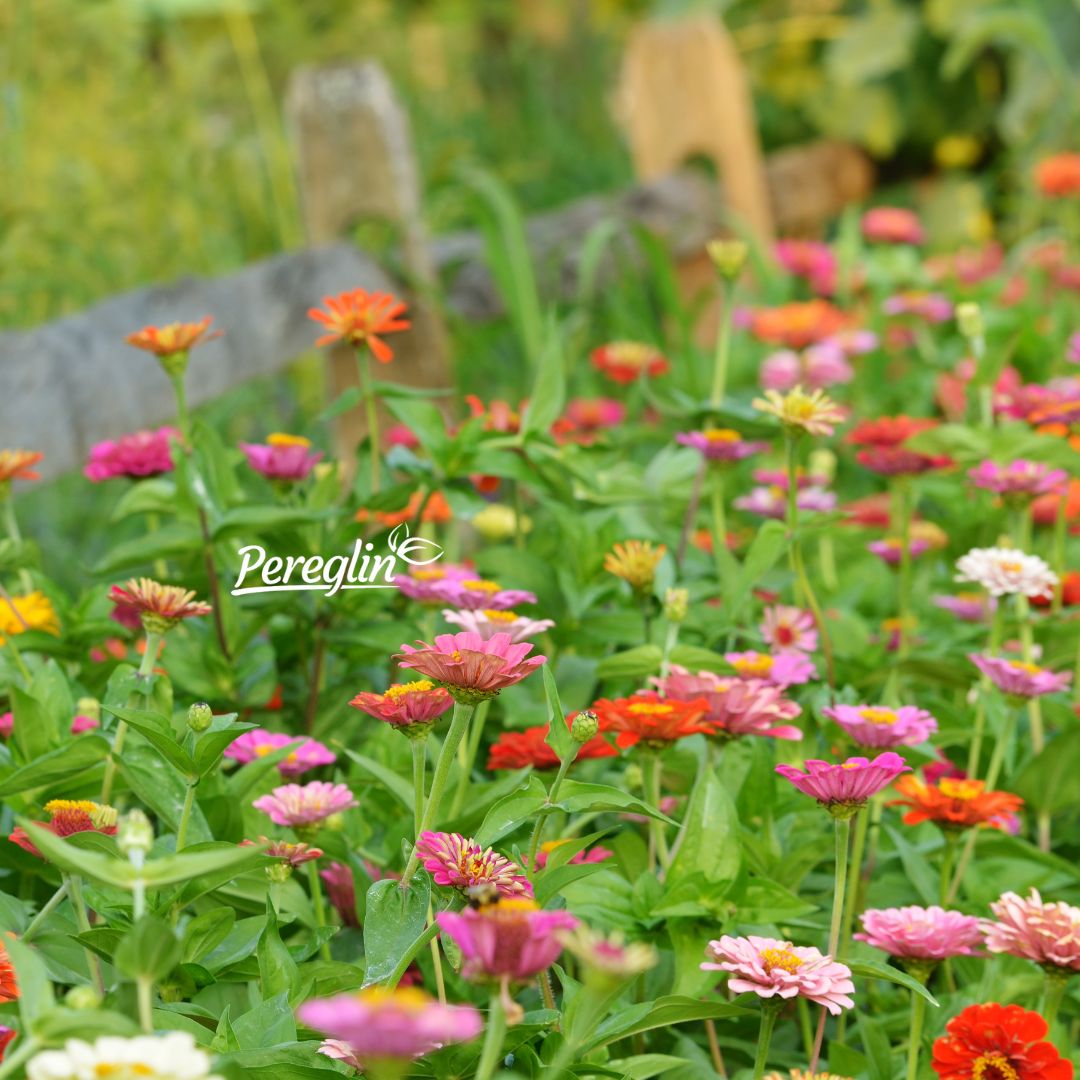 Alternative view of Cinija visoka