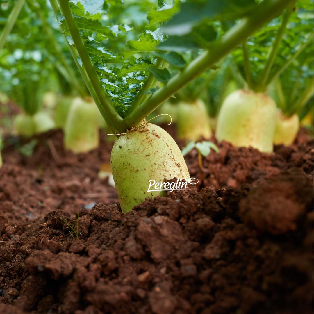 Alternative view of Daikon