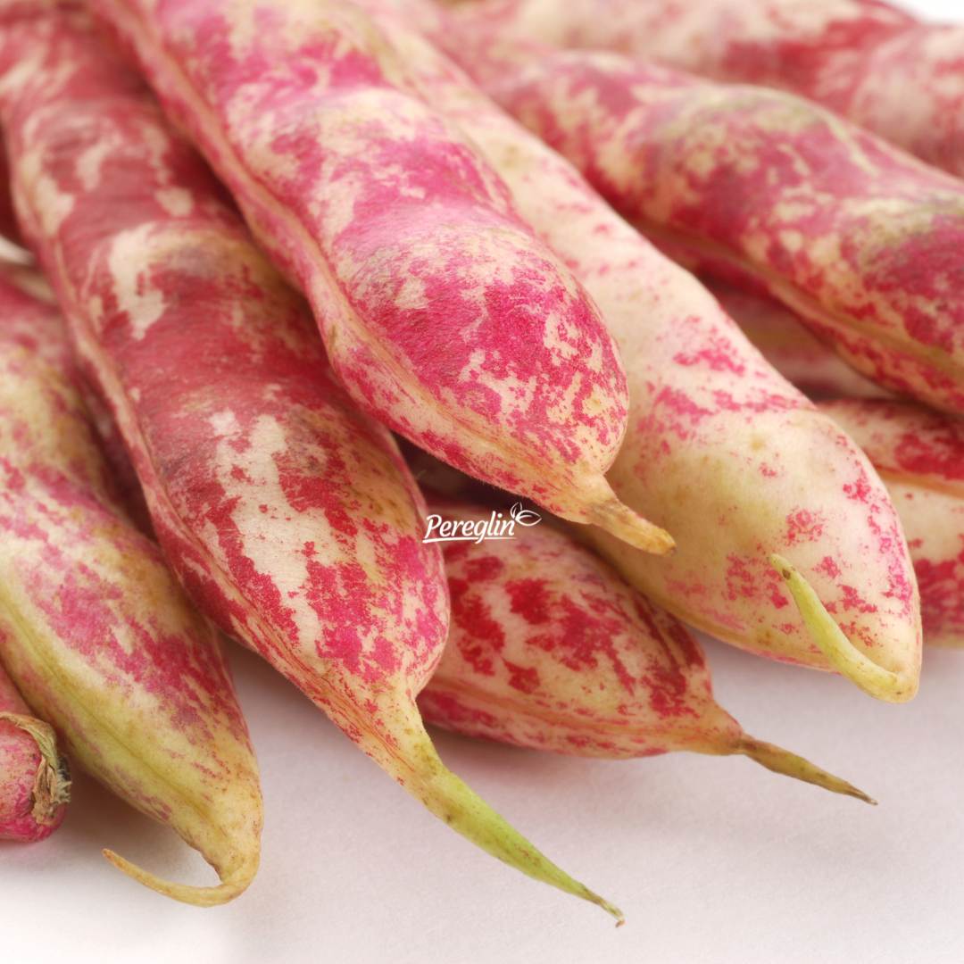 Alternative view of Grah Niski Trešnjevac