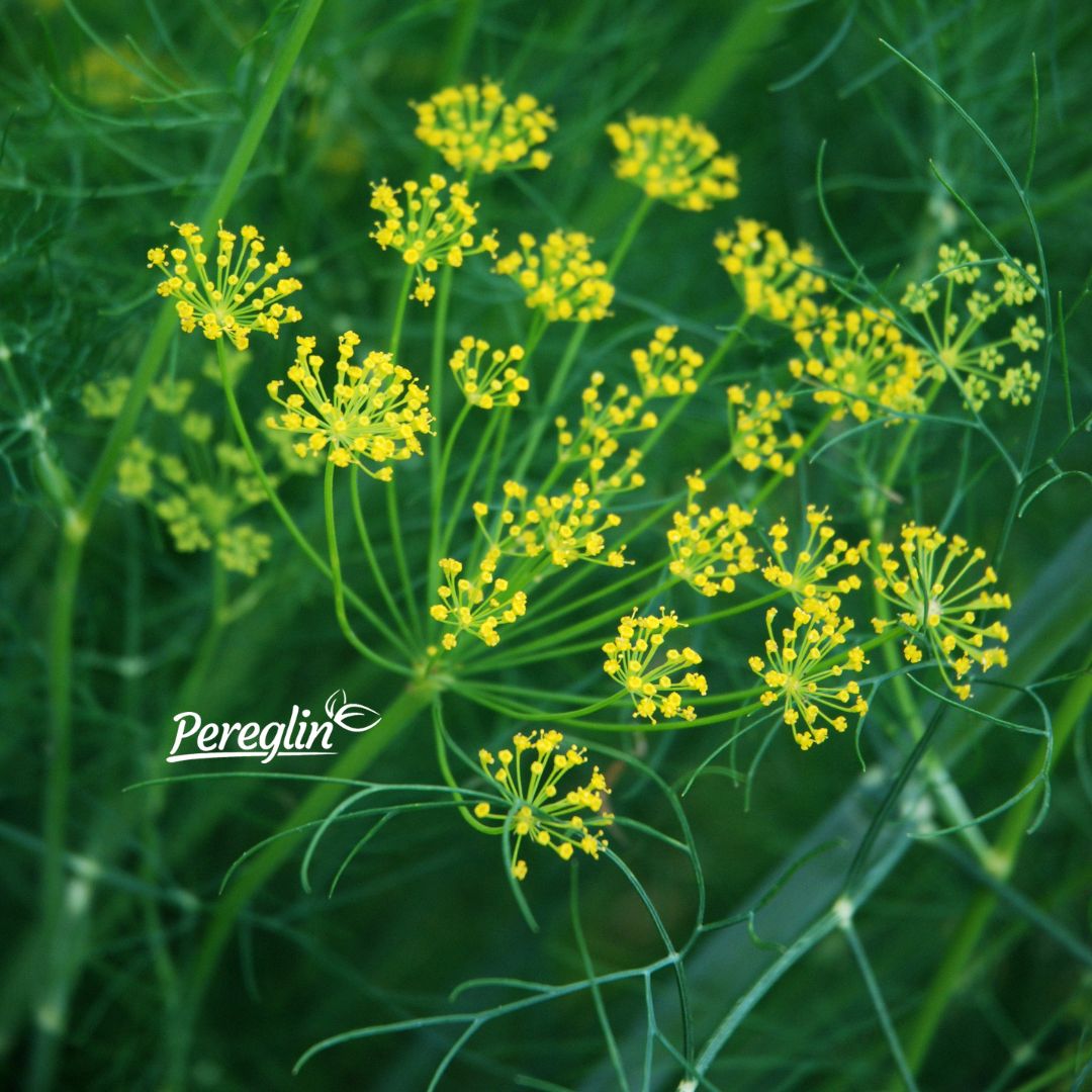 Alternative view of Kopar