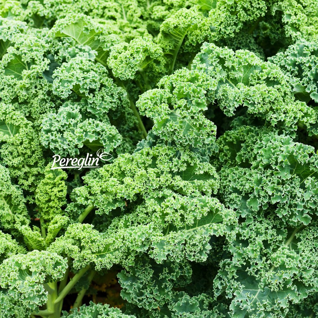 Alternative view of Kelj kovrčavi zimski