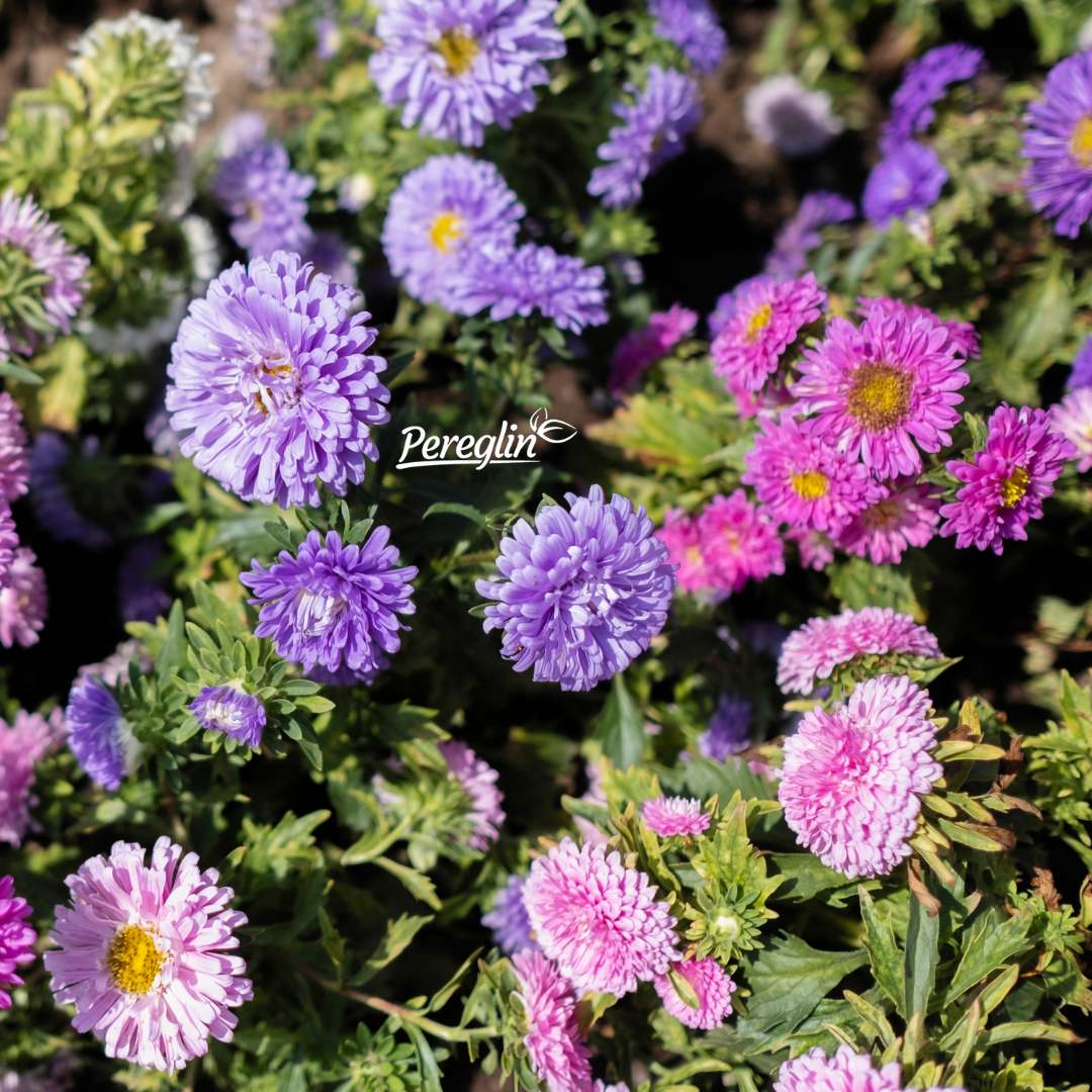 Lijepe kate - Slika 2