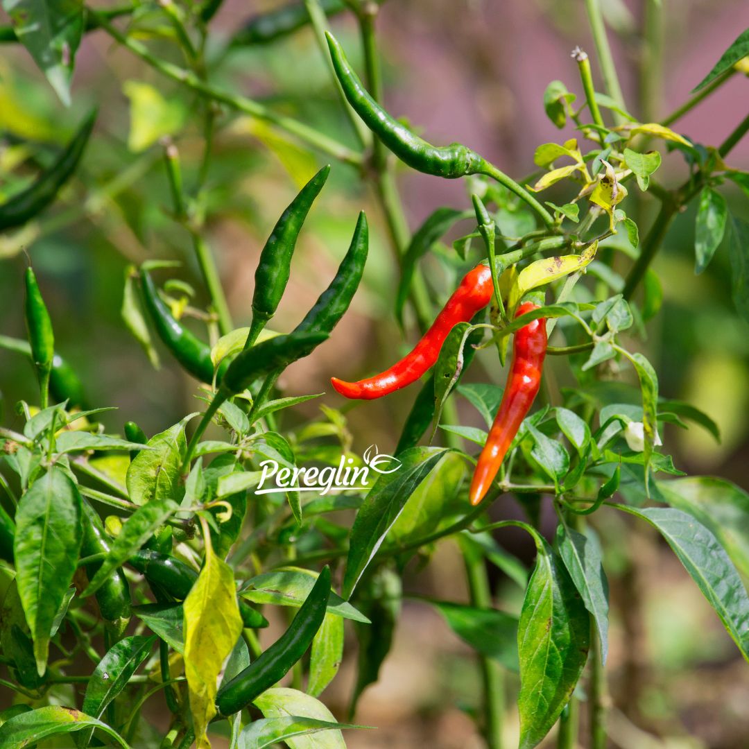 Alternative view of Feferoni ljuti crveni