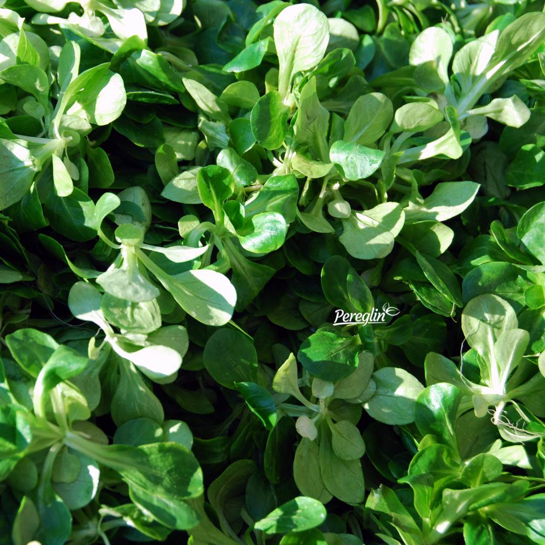 Alternative view of Matovilac