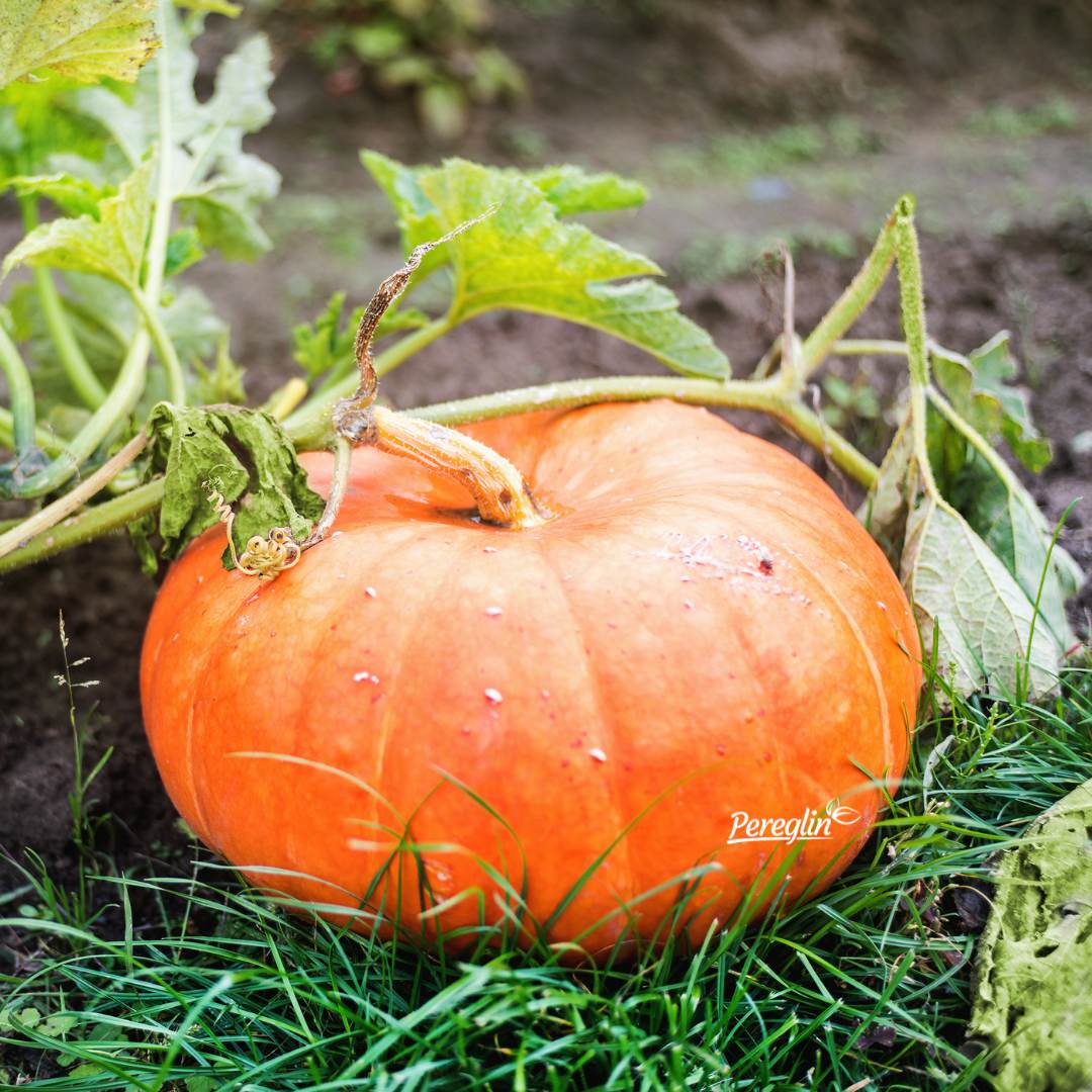 Muškatna orjentalna tikva