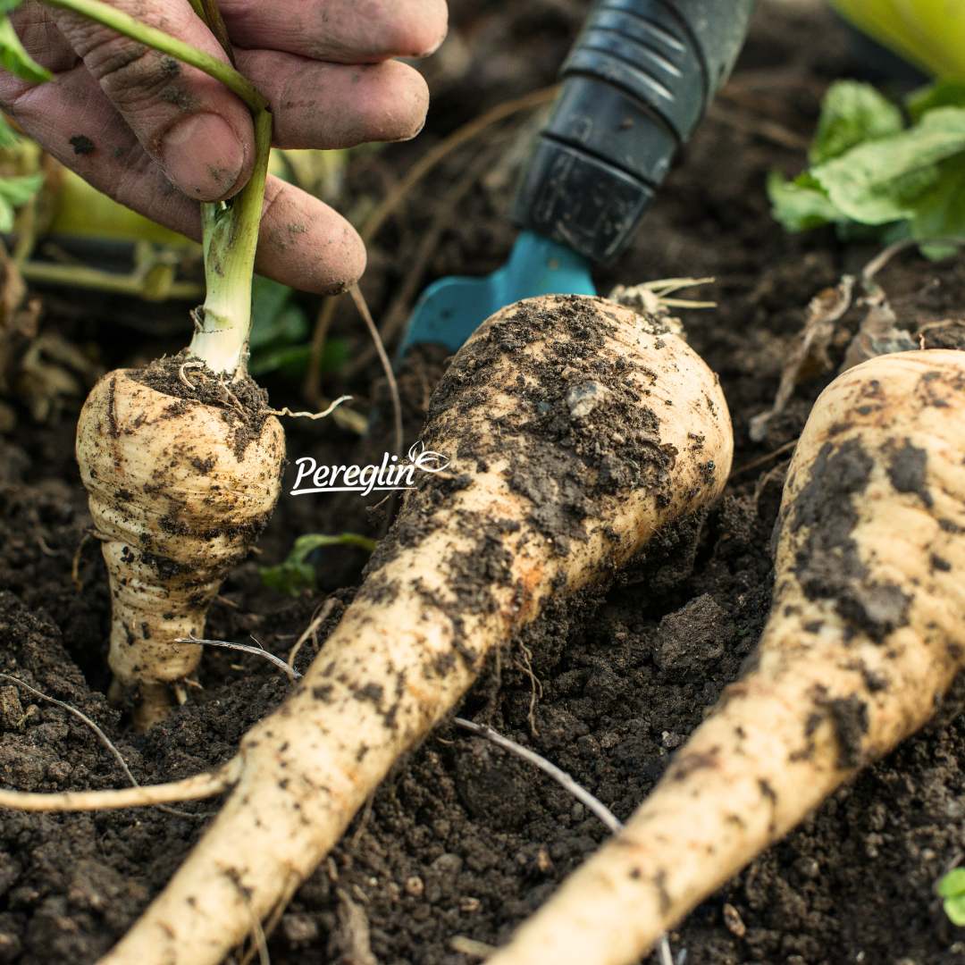 Alternative view of Pastrnjak