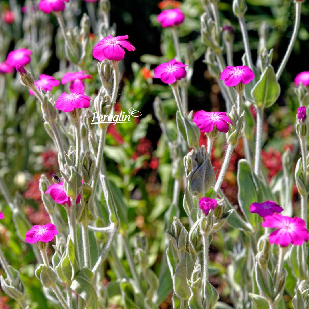 Alternative view of Rumenika