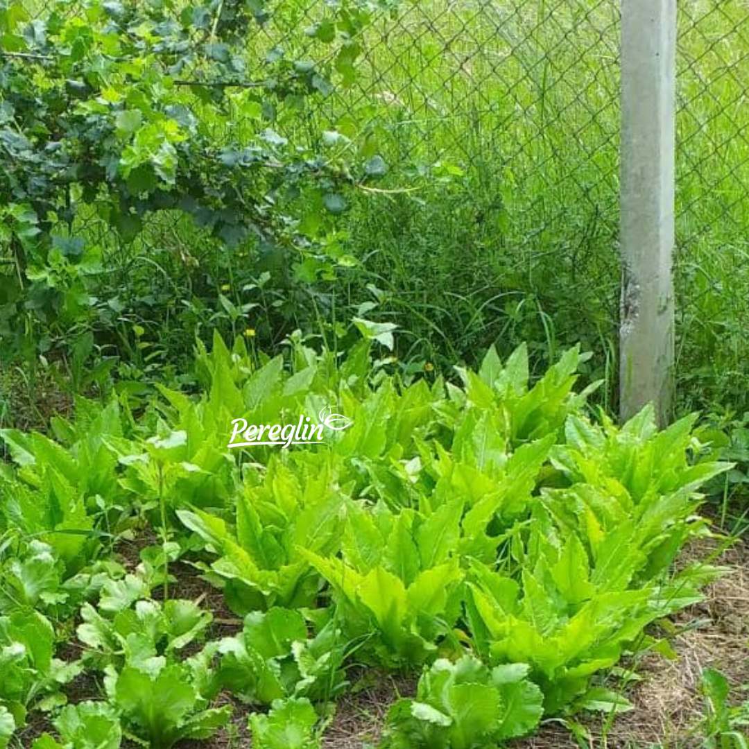 Alternative view of Salata Vučji jezik