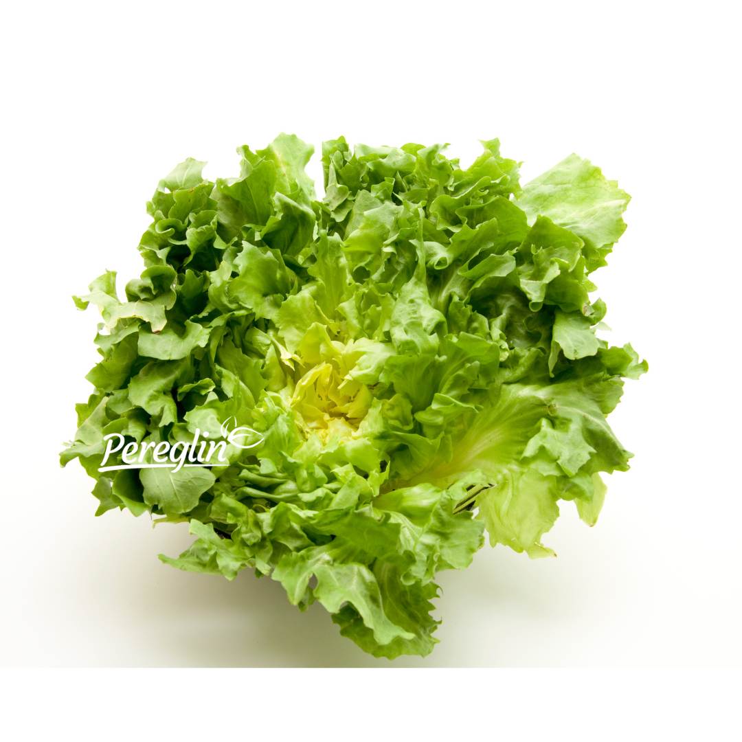 Alternative view of Salata Endivija