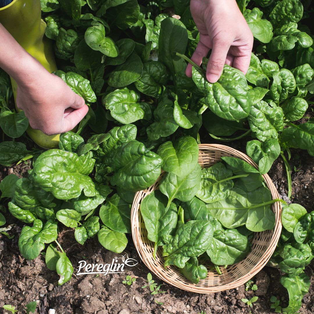 Alternative view of Špinat