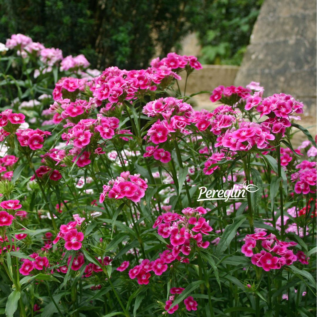 Alternative view of Turski karanfil