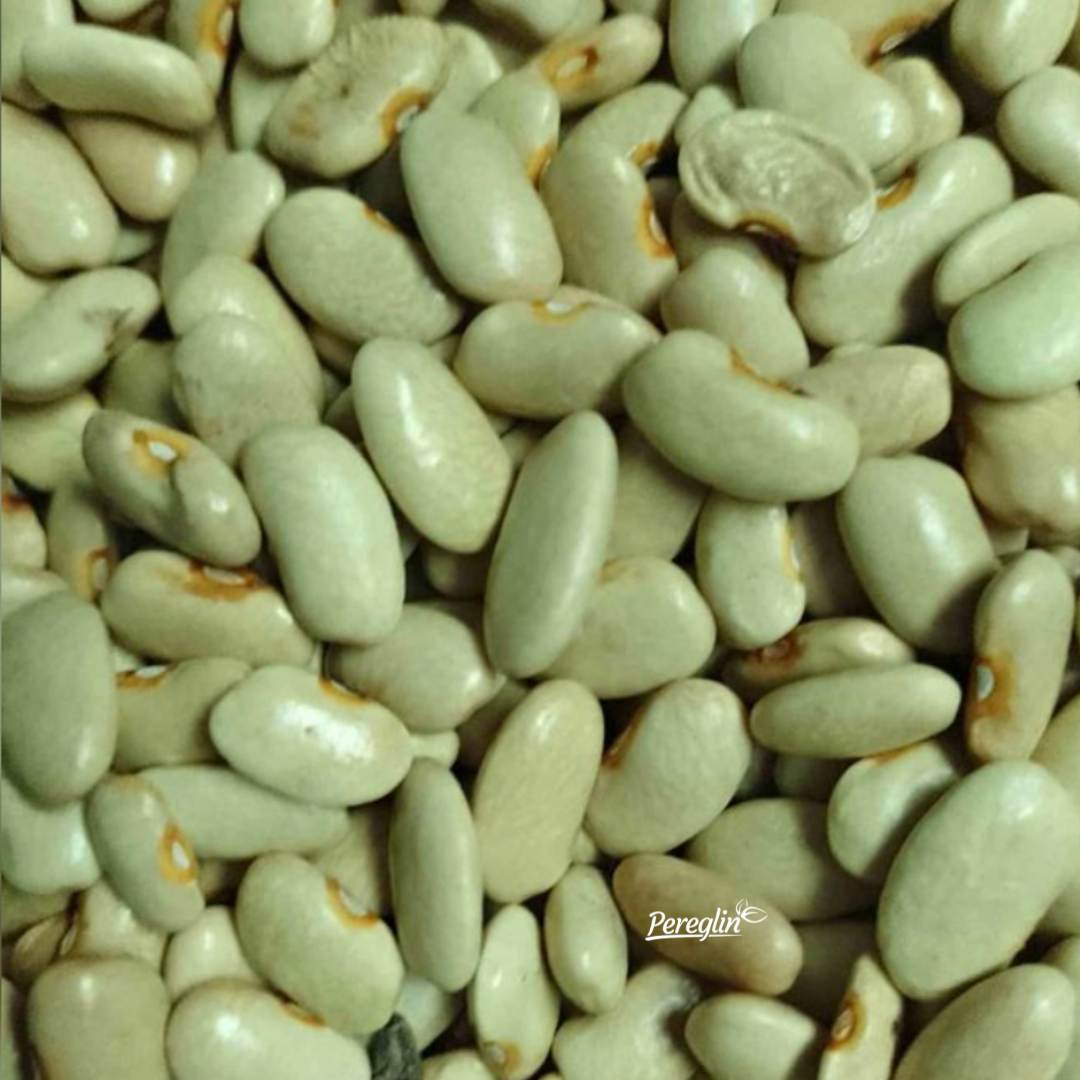 Grah zeleni (Zelenjček) visoki