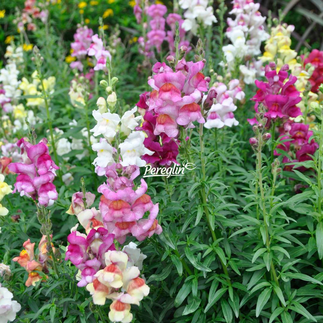 Alternative view of Zijevalica