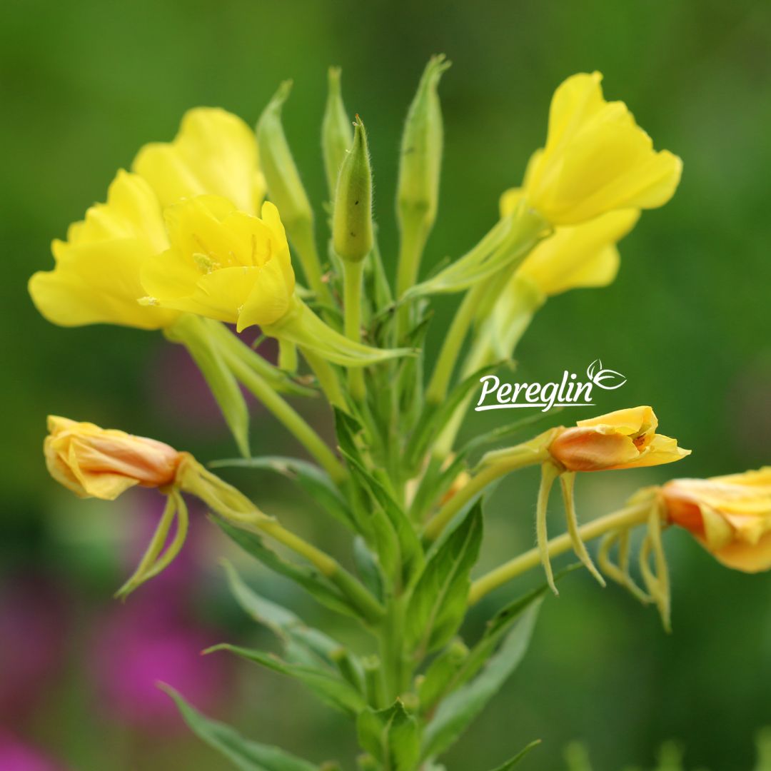 Alternative view of Noćurak