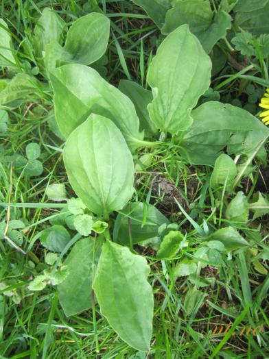 Trputac širokolisni