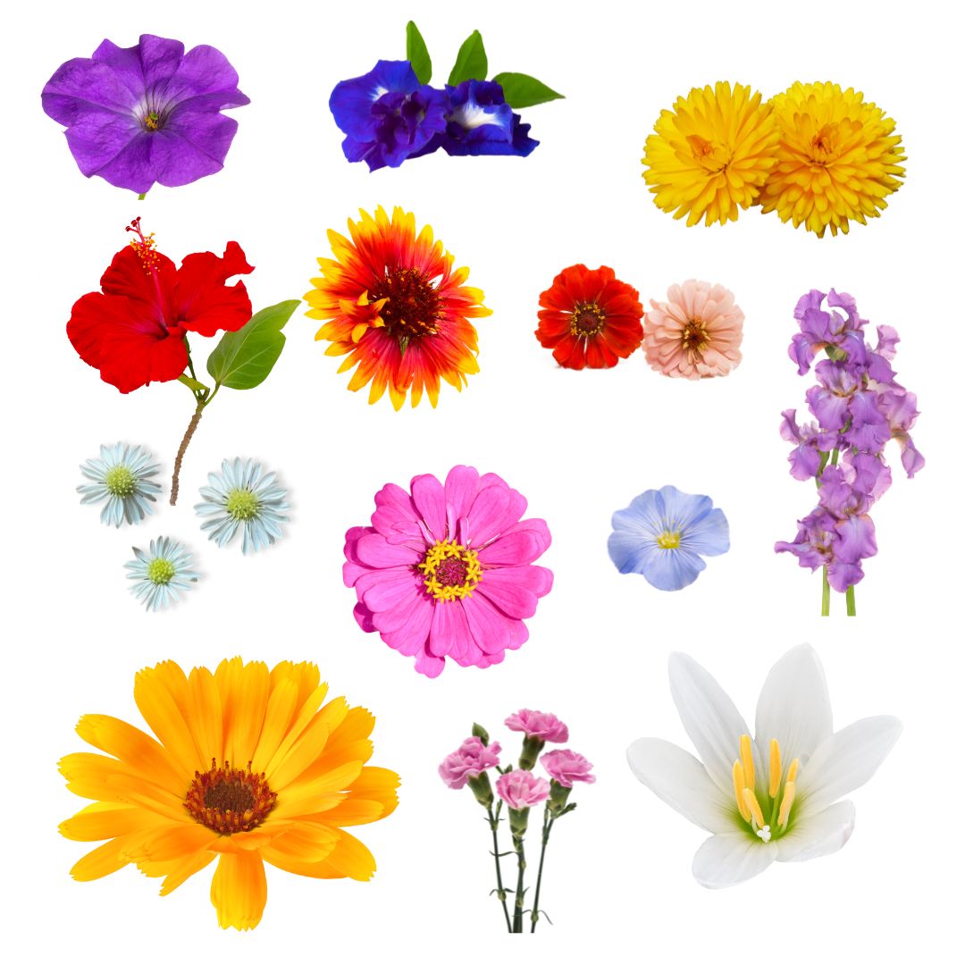 Starinsko sjeme cvijeća