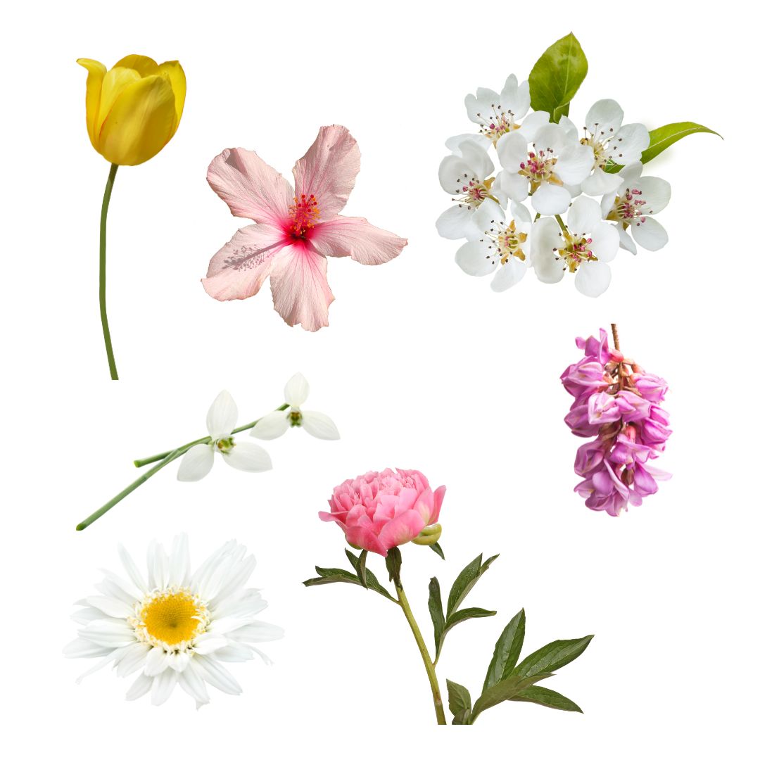 Sjeme sezonskog cvijeća