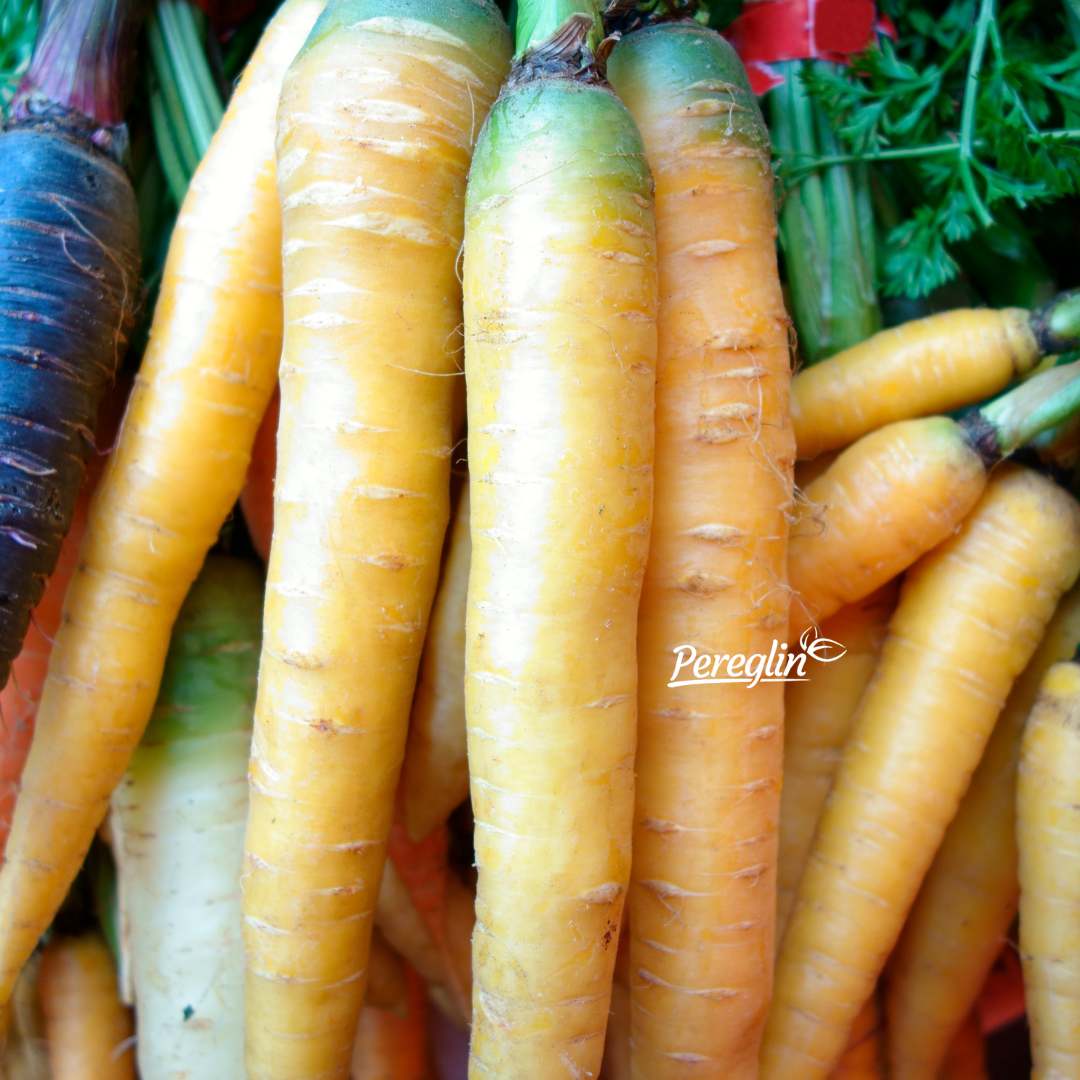 Alternative view of Mrkva žuta